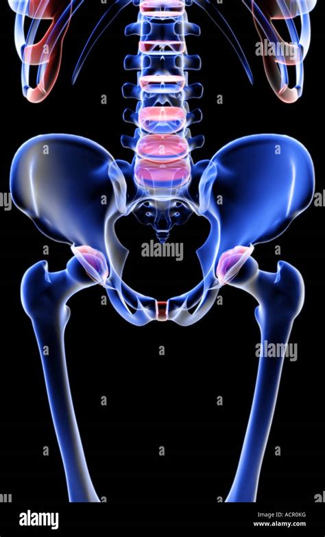 The Bones Of The Pelvis Stock Photo Alamy