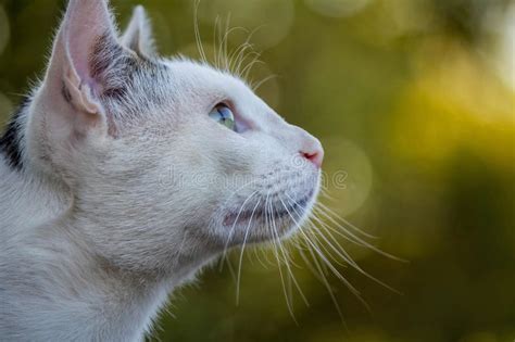 Profile View Of Cute Cat With Funny Face Stock Photo Image Of Relax