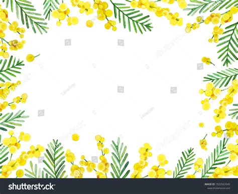 Elegant Frame Hand Painted Watercolor Mimosa Stock Illustration 1922563349