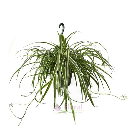 Spider Plant Chlorophytum Hanging Basket 8 Pot Potomac Floral Wholesale