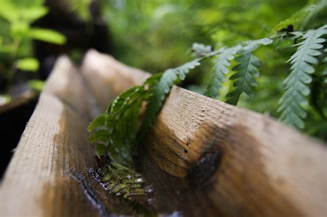 Wallpaper Forest Leaves Water Nature Wood Leaf Close Up Macro