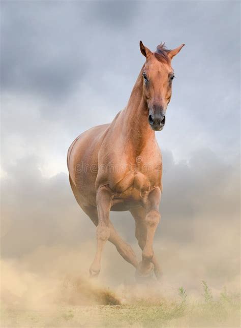 Beautiful Chestnut Horse Front View Stock Photo Image Of Horse Mane