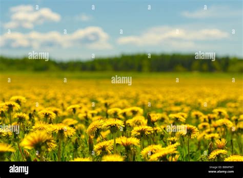 Dandelion Field And Blue Sky Stock Photo Alamy