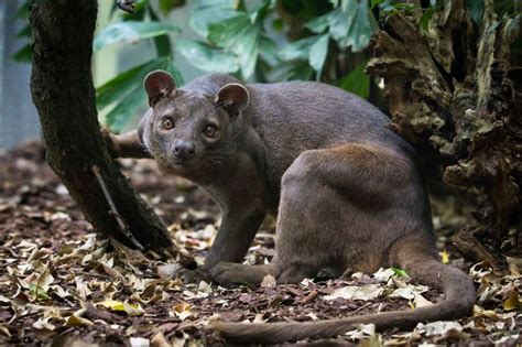 61 Best Images About Fossa Cryptoprocta Ferox On