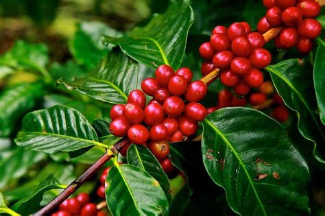 How To Grow Coffee Beans At Home Big Blog Of Gardening