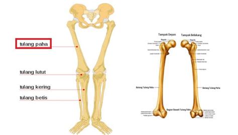 Fungsi Tulang Paha Pengertian Struktur Anatimi Bagian Dan Pelekatan Otot Pada Tulang Paha