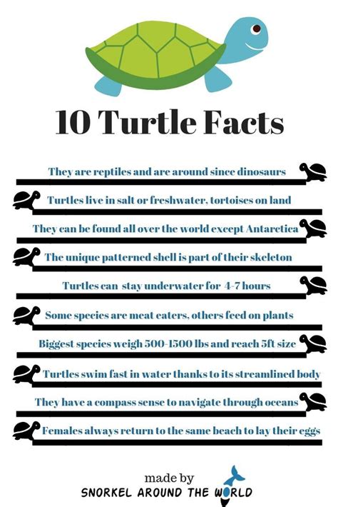 10 Turtle Facts Facts You Need To Know About Sea Turtles Marine Biology Learn About Sea
