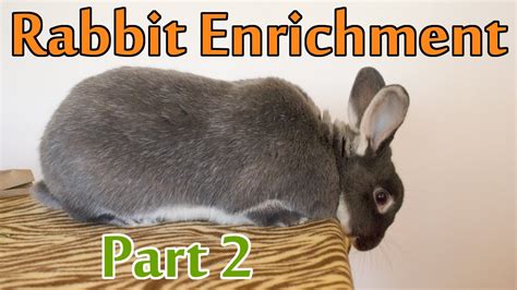 enrichment ideas for rabbits part 2 social and behavioural youtube