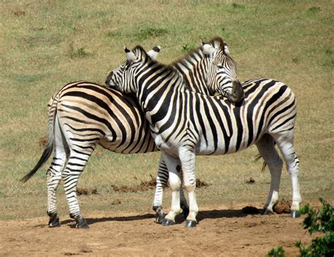 Free Photo Zebras Animal Mammal Free Image On Pixabay 534849