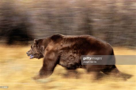 Blur Image Of Grizzly Bear Running High Res Stock Photo Getty Images