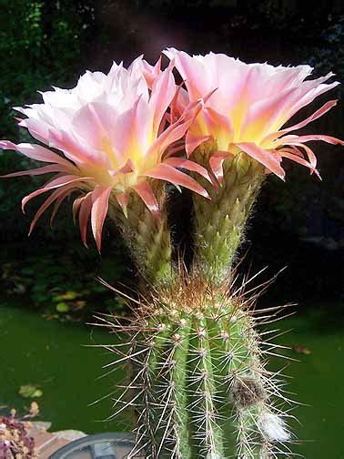 Oregon Cactus Blog Un Named Trichocereus Hybrid