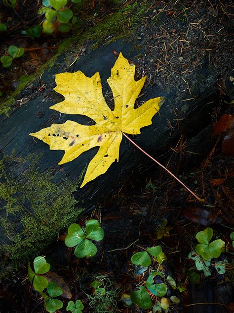 Yellow Maple Leaf Peter Adams Photography