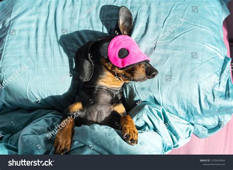 Dog Dachshund Puppy Asleep Comfortably Bed Stock Photo 1235634094