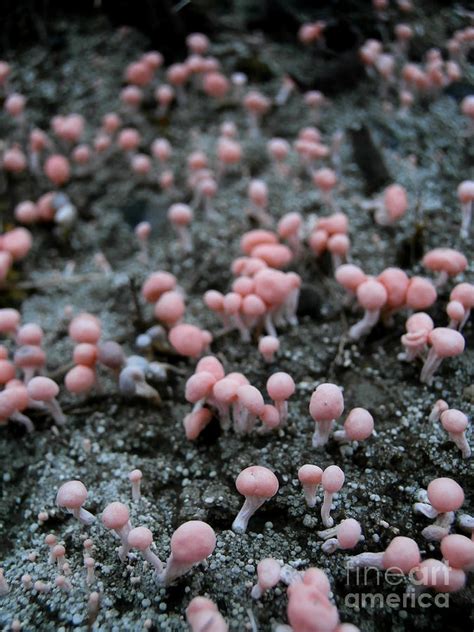 Pink Fungi Photograph By Steven Valkenberg Pixels