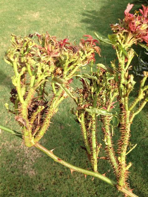 Learn The Signs And Dangers Of Rose Rosette Disease Rosette Disease Rose Diseases Roses