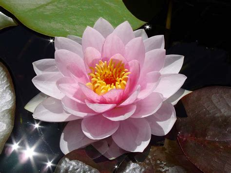 Wallpapers Collections Water Lily Wallpapers