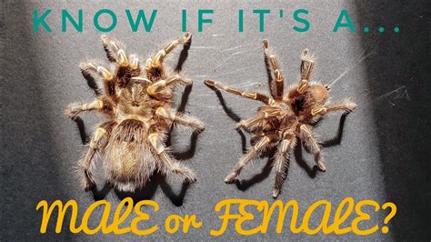 Tarantula Arachnid Exotics Difference Between Male And Female Tarantula Teamsuperjongky