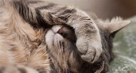 A cat vomiting after eating is indicative of some problem in the digestive tract. Why is My Cat Throwing up Undigested Food? Get the Right Info