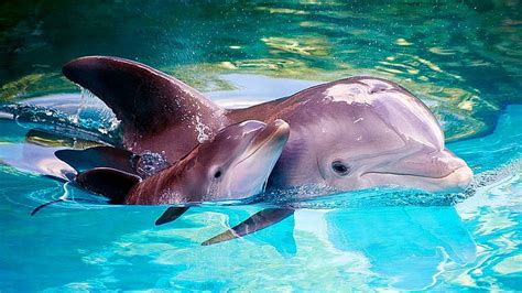 Hd Wallpaper Dolphin Common Bottlenose Dolphin Marine Mammal Water