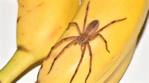 Banana Spider Bite