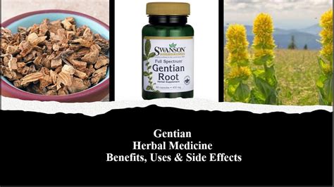 Gentian Herbal Medicine Benefits Uses And Side Effects Youtube