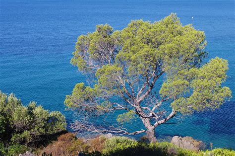 Free Images Sea Tree Nature Rock Branch Sky Flower Lake Pine