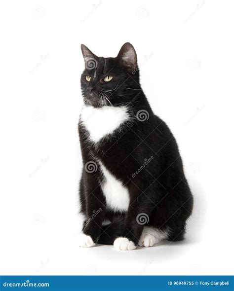 Cute Tuxedo Cat On White Stock Image Image Of Animal 96949755