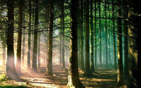 Sun Shining Through The Forest Natural Landscape Desktop Wallpapers