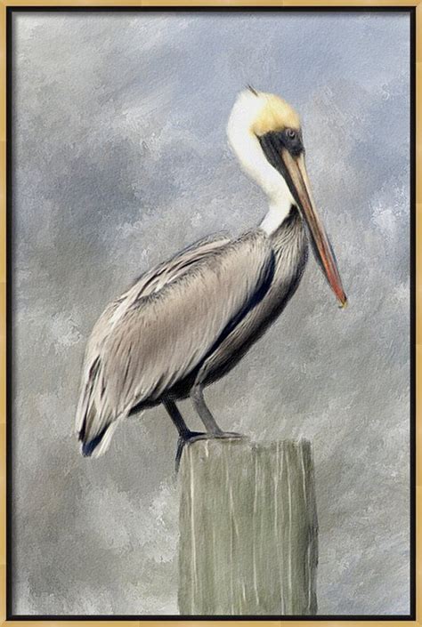 Pelican Canvas Print Canvas Art By Renee Skiba Pelican Art Pelican