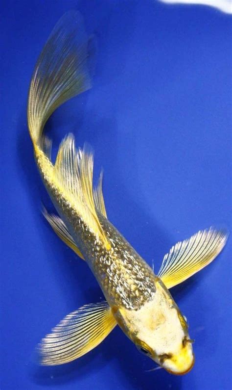 Gin Rin Ki Matsuba Butterfly Koi | Products I Love | Pinterest | Swim