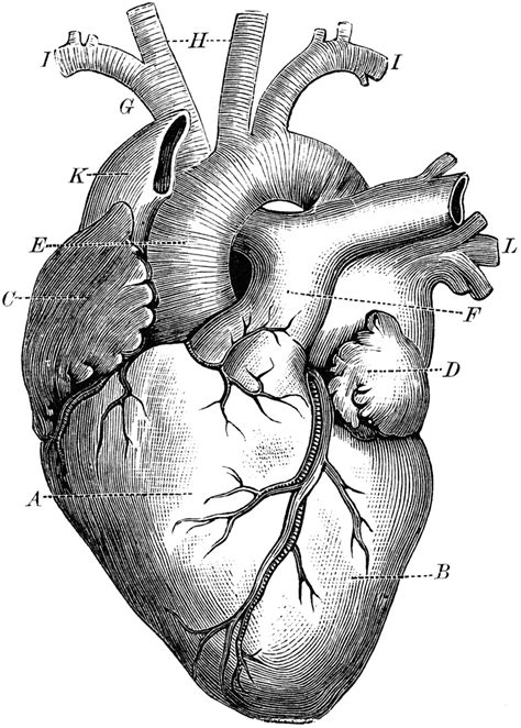 Heart Clipart Etc