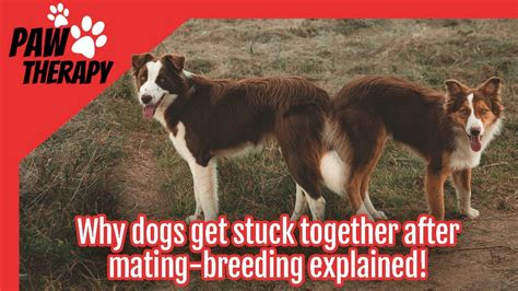 Why Dogs Get Stuck Together After Mating Breeding Explain Youtube