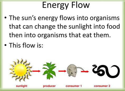 Photosynthesis is the process by which green plants use sunlight energy to make their own food. Is Gluecose A Product Of Photosynthesis Is Used To ...