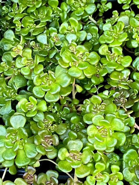 Sedum Oreganum Oregon Stonecrop Plantas Nativa Llc Online Store