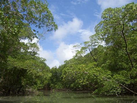 Fileriver In The Amazon Rainforest Wikimedia Commons