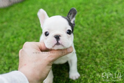 French bulldog in dogs & puppies for sale. Piggie - Frenchie. F - Rolly Teacup Puppies