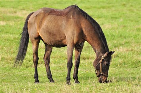 Horse Eating Grass In A Pasture Stock Photo Image Of Animal Show