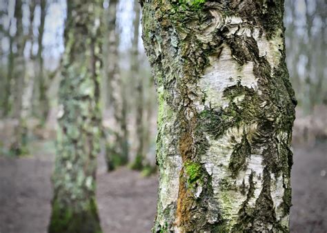 Αυτά τα καταλύματα έχουν υψηλή βαθμολογία για την τοποθεσία, την καθαριότητα κ.ά. Brereton Heath Local Nature Reserve [02/01/2020 ...