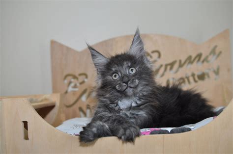 The ragdoll cat was developed over 50 years ago by combining the best characteristics of several different breeds including the burman , burmese , persian and solid white dsh. Available Maine Coon Kittens for Sale - European Maine ...