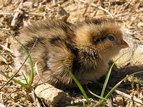 Filequail Chick 02 Wikimedia Commons