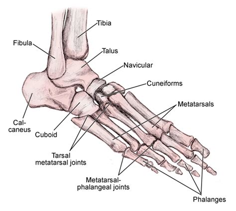 The Bones Of The Feet