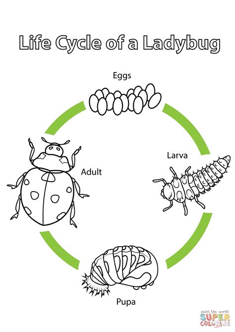 Printable Ladybug Life Cycle Worksheet