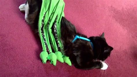 Aim for around the same age (not younger, but the same age or a few months older). Cat having rough play - YouTube