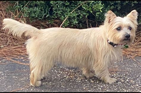 Pine Oaks Cairn Terriers Puppies For Sale
