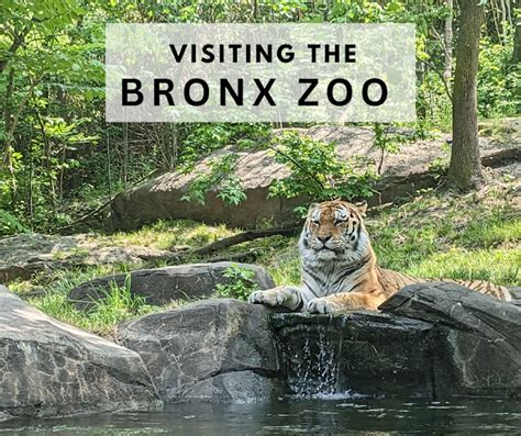 Katie Wanders Visiting The Bronx Zoo New York City