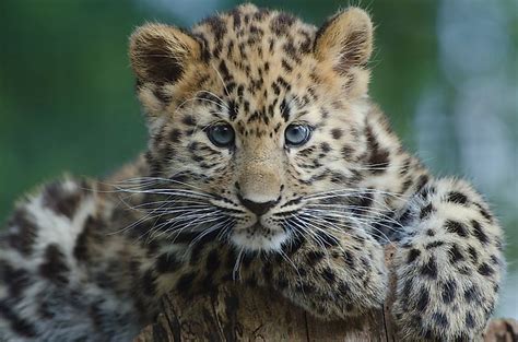The Worlds 10 Most Threatened Wild Cats Worldatlas