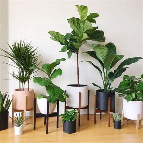 These plants are easy to grow, low maintenance plants and help in. 5 Indoor Plants According to your Lifestyle - Tessa Villa ...
