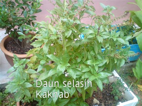 Meredam nikotin manfaat daun selasih yang terakhir adalah membantu menghilangkan dan memperbaikik kerusakan yang disebabkan rokok. pokok herba,bunga, ulaman dan segala jenis tumbuhan: June 2010