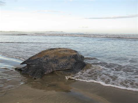 How Satellite Tracking Can Help Save Endangered Sea Turtles — Upwell