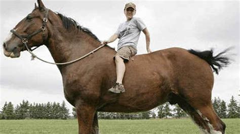 I stopped riding for 15 years then bought a goldwing and went back ridding. Can You Ride a Draft Horse? Expert Advice - Your Guide To ...
